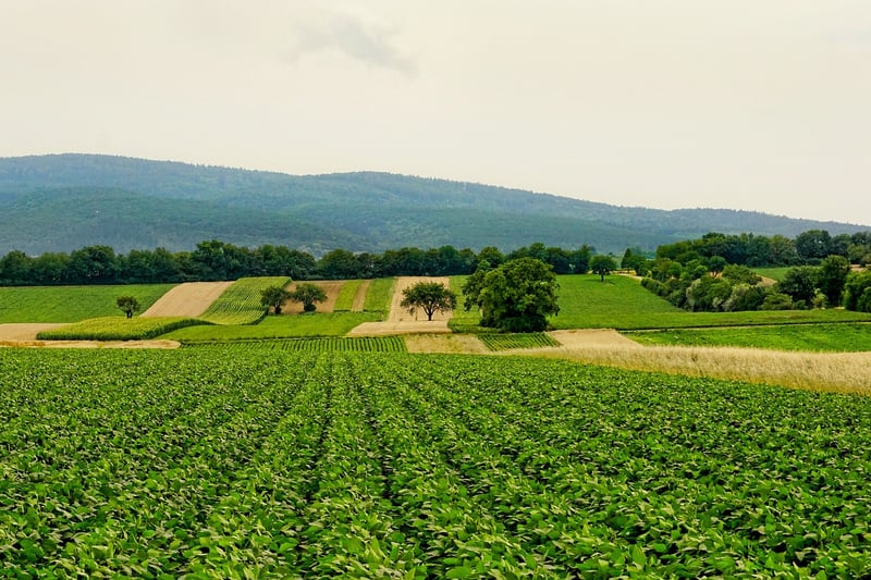Healthy Soil