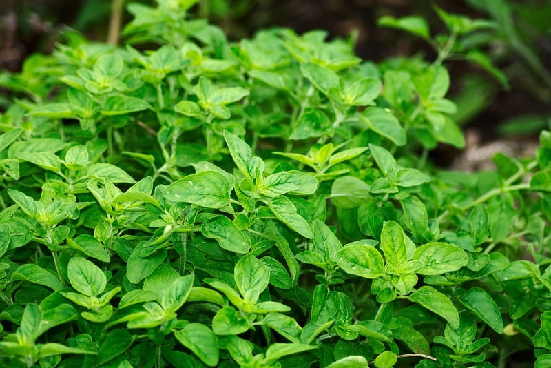 Hanging Herb Garden