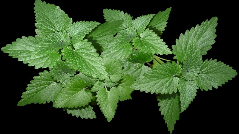 Mint