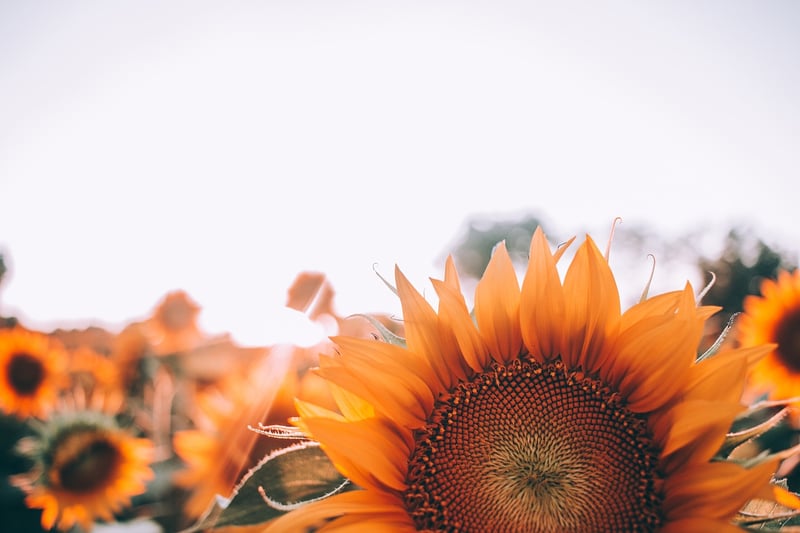 Trellis with Sunflowers